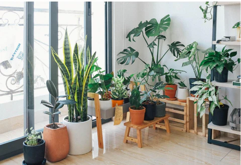 How to Choose the Right Plants for Indoor Spaces